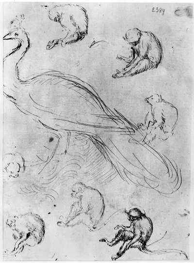 Peacock and Six Monkeys, from The Vallardi Album by Antonio Pisanello